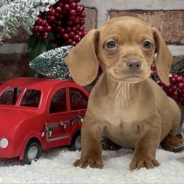 Simon - Red male Dachshund puppy in Industry, Illinois from KDKs Kennels