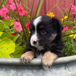 Fern - Black tri female Toy Australian Shepherd puppy in Quincy, Michigan from Ivy Meadows and Friends