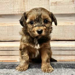 Female 1 - Fawn sable female Havapoo puppy in Brooksville, Florida from Kruger Doodles