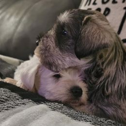 Miniature Schnauzers from The Bearded Lady Miniature Schnauzers