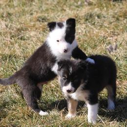 Soren - Black male Border Collie puppy in Tiskilwa, Illinois from First Harmony Farms