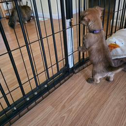 Miss Purple - Red wheaten female Cairn Terrier puppy in Savannah, Missouri from WoodSchott Cairn Terriers