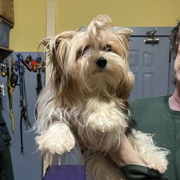 Kattie - Biewer Terrier