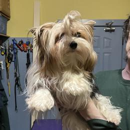 Kattie - Biewer Terrier