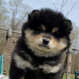 Owen - Black and tan male Shiba Inu puppy in Newberry, Michigan from Day Dream Akita & Shiba Inu