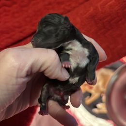 Girl 2 - White black and tan female Rat Terrier puppy in Kansas from Ramirez Ratz