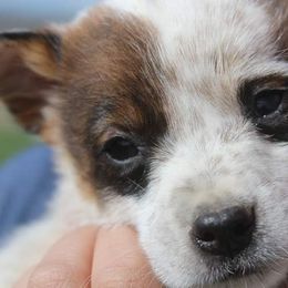 Australian Cattle Dog and Chihuahua Puppies from Cherished Chihuahuas