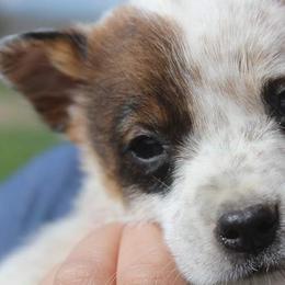 Australian Cattle Dog and Chihuahua Puppies from Cherished Chihuahuas