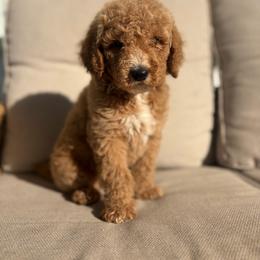 Mango - Red  male Goldendoodle puppy in Smithfield, Kentucky from KBK9 Kennels