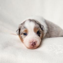Australian Shepherd Puppies from Lilyoaks Australian Shepherds