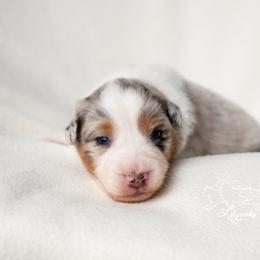 Australian Shepherd Puppies from Lilyoaks Australian Shepherds