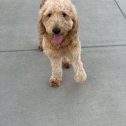 Goldendoodle All Grown Up from So Cal Goldendoodles