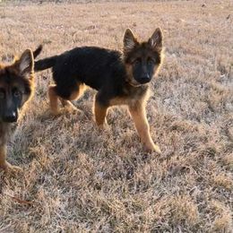 German Shepherd Puppies from Ewig Krieger Kennels