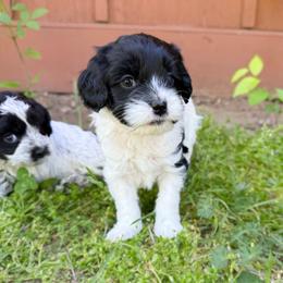 Nova - Black and white female Cavapoo puppy in Wamego, Kansas from Doodles of Oz