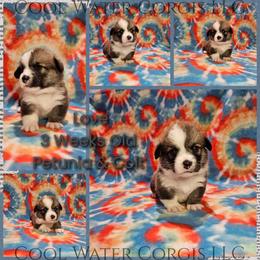 Love - Red male Pembroke Welsh Corgi puppy in Kiowa, Colorado from Cool Water Corgis LLC