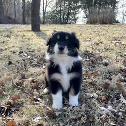 Australian Shepherd Puppies from HomeGrown Aussies