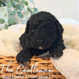 The Gentleman - Black male Goldendoodle puppy in Livermore, Colorado from Heritage Hills Family Doodles