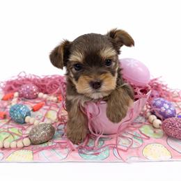Yorkshire Terrier Puppies from Korrtina Grover