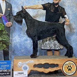 Olaf - Giant Schnauzer