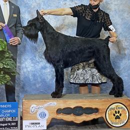 Olaf - Giant Schnauzer