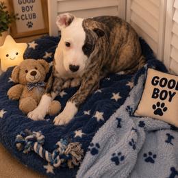 Tucker - White and fawn brindle male Whippet puppy in Menifee, California from Wonderstruck