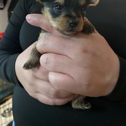 Boy 1 - Black and tan male Yorkshire Terrier puppy in Ceres, California from Mr.Yorkie