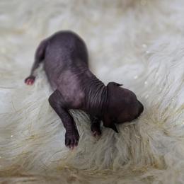 Oogie Boogie - Black male Xoloitzcuintli puppy in Eugene, Oregon from Naked nobles kennel