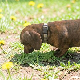 Briar - Dachshund