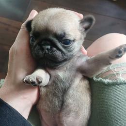Scout - Fawn male Pug puppy in Glendale, Oregon from Azalea Pugs