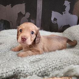 Cody - Cream male Dachshund puppy in Lindsay, California from Lewis Creek's Dachshunds