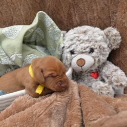 Miss Yellow - Golden rust female Vizsla puppy in Lexington, Kentucky from Summit Vizsla (we can deliver to you)
