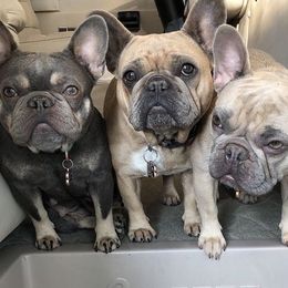 French Bulldogs from Love Bug Frenchies