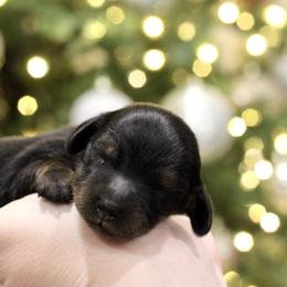 Black and tan male 1 - Black and tan male Dachshund puppy in Bowling Green, Kentucky from Dachshunds of the Valley