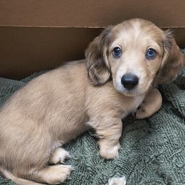 Charlie - Cream male Dachshund puppy in Tustin, California from Costal Cream Doxies