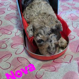 Nova - Red merle female Aussiedoodle puppy in Loveland, Colorado from A&L Ranch Aussiedoodles