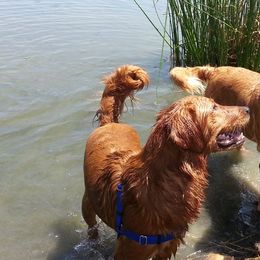 Golden Retrievers from Castle Au Retrievers