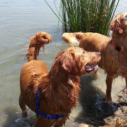 Golden Retrievers from Castle Au Retrievers