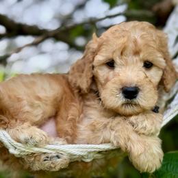 Black - Red  male Goldendoodle puppy in Hesperia, Michigan from Red Acres Poodles & Doodles