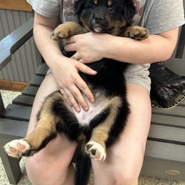 Australian Shepherd Puppies from Lovable Little Aussies
