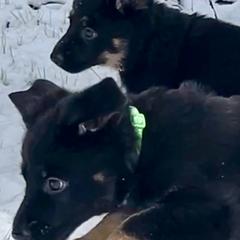 German Shepherd Puppies from Shadow Wraith German Shepherds