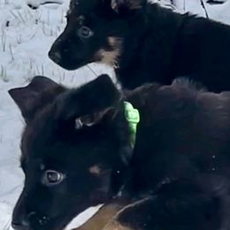 German Shepherd Puppies from Shadow Wraith German Shepherds