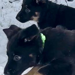 German Shepherd Puppies from Shadow Wraith German Shepherds