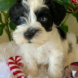 Miniature Schnauzers from Lorraine's Miniature Schnauzers