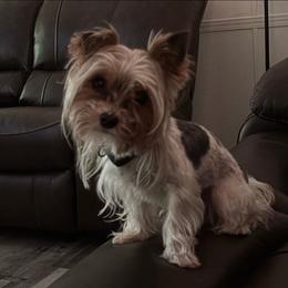 Zero - Yorkshire Terrier