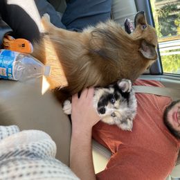Pomeranian and Pomsky Puppies from Pine and Sea Pomskies