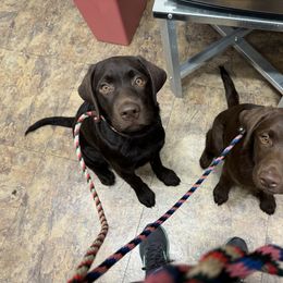 Labrador Retriever Puppies from Rose Gold Retrievers