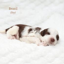 Brazil - Chocolate male Australian Labradoodle puppy in Hurricane, Utah from Red Desert Doodles