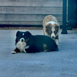 Toy Australian Shepherd puppies from DK’s Littles & Co