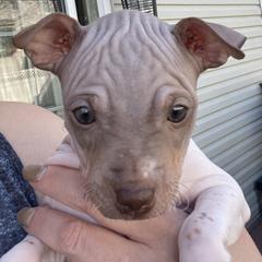Autumn - American Hairless Terrier puppy from Make-It-Neiked Pups