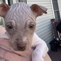 Autumn - American Hairless Terrier puppy from Make-It-Neiked Pups